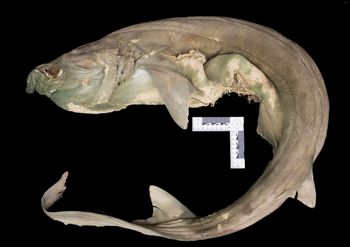 Media type: image;   Ichthyology 40424 Aspect: lateral,description